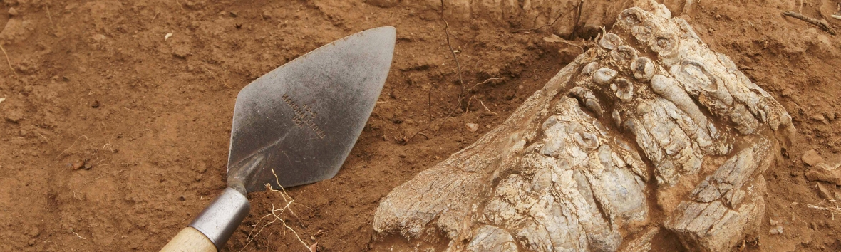 Hominine und Hominine Rekonstruktion