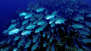 Wie entscheiden Kollektive?