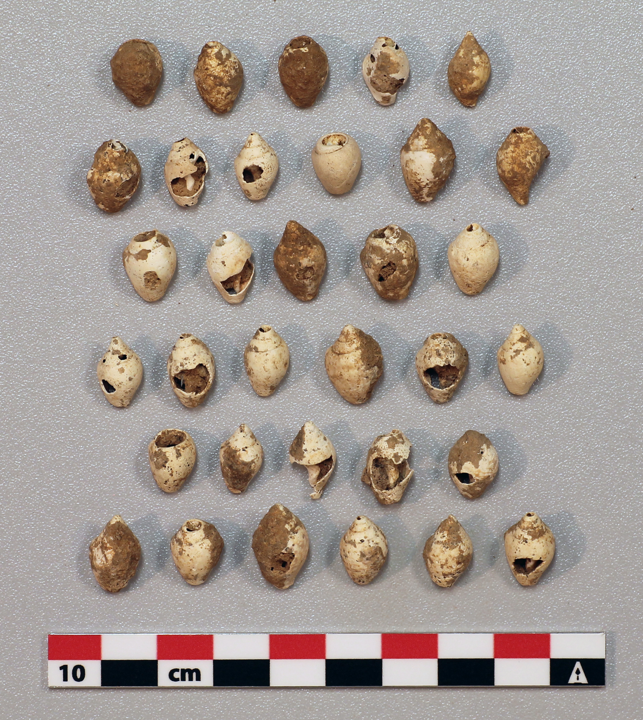 Die oberpaläolithischen Bewohner der Sefunim-Höhle (Israel) sammelten Muscheln von der Mittelmeerküste, um sie als Schmuck zu verwenden. Das Bild zeigt die gefundenen Muscheln.