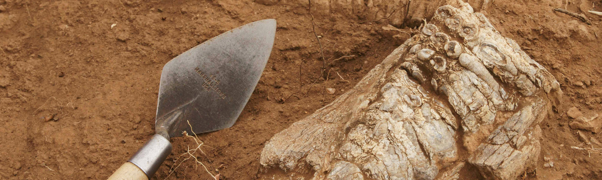 Ein Knochenfund mit Zähnen liegt in braun-rotem Sand. Daneben ein Spachtelwerkzeug, das zu Grabungen verwendet wird.