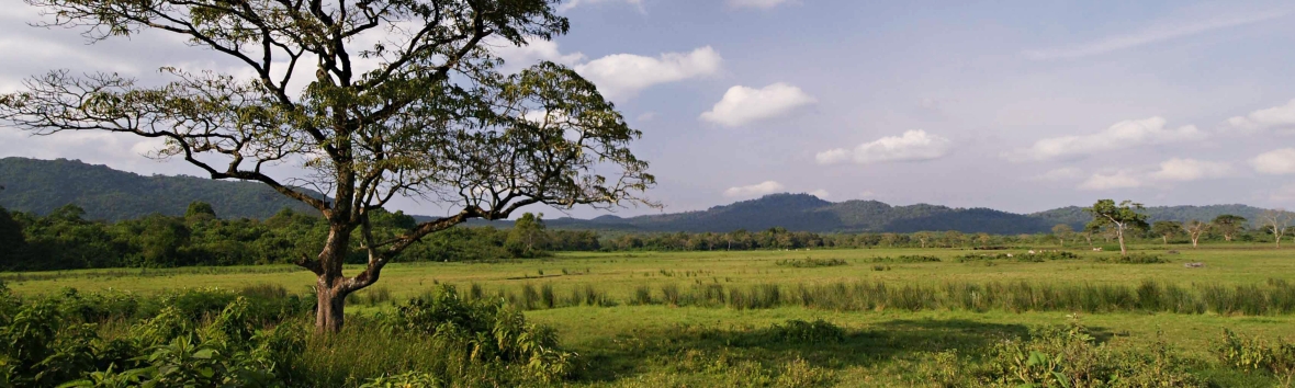 Savanne in Tansania in Panoramaansicht, eine ebene Grassteppe erstreckt sich bis zu einer im Bildhintergrund liegenden Bergkette, links vorne steht ein Baum