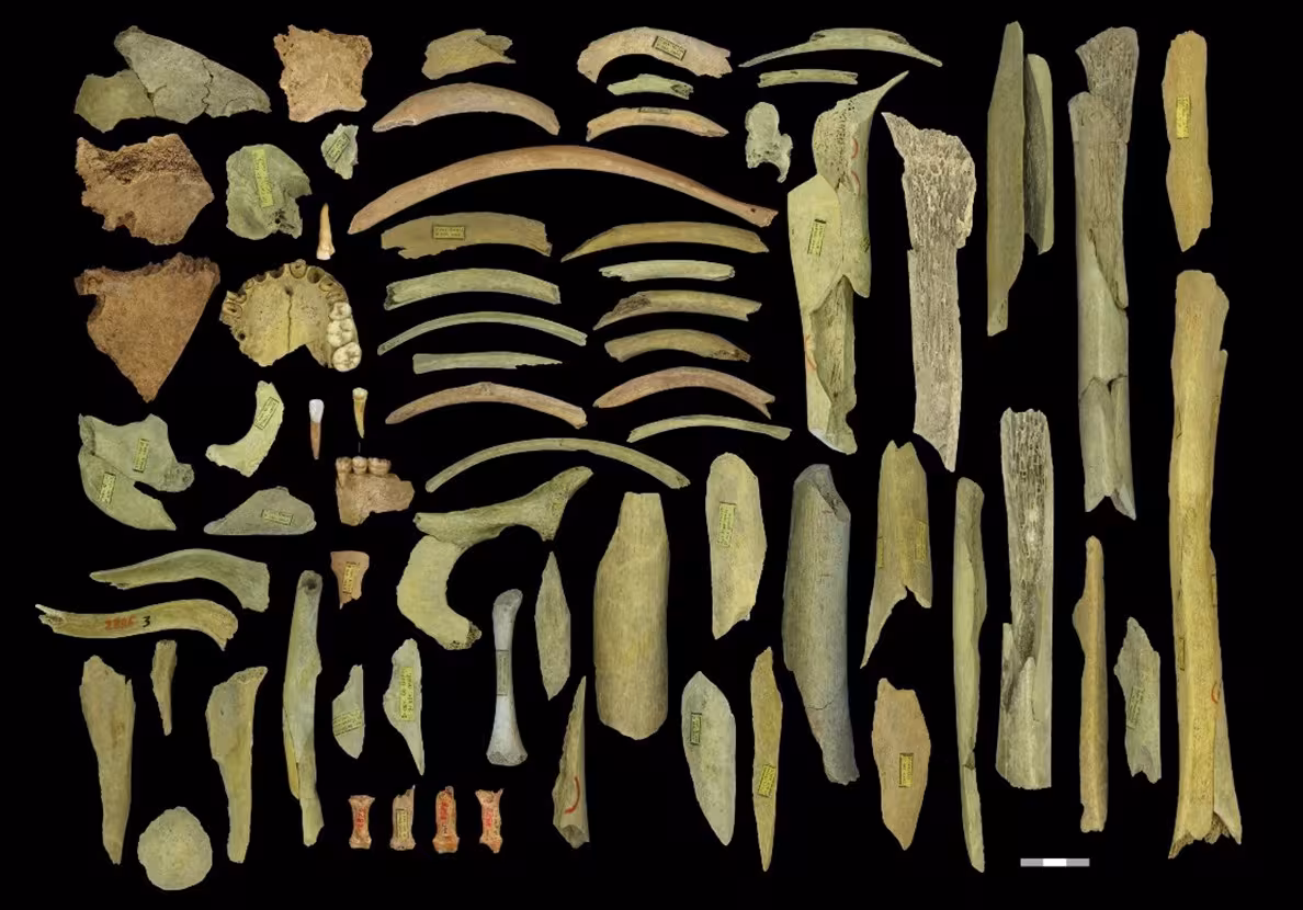 Sammlung von Skelettteilen von Neandertalern, die in der Goyet-Höhle in Belgien gefunden wurden; drei davon werden in dieser Studie untersucht. 