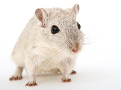 Foto einer hellen Maus