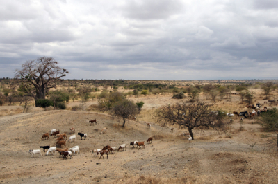 Bild einer Grassteppe in Tansania. Im Vordergrund sind zwei Hügel zu sehen, auf denen eine Herde von Ziegen grast. Der Boden ist braun, das Gras braun vertrocknet. Hinter der Herde erstreckt sich eine Grassteppe, in der einige noch grüne Bäume stehen. Der Himmel ist bewölkt.