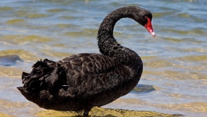 Schwarzer Schwan