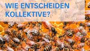 Cover der Athene 1 aus dem Jahr 2021, mit dem Titel "Wie entscheiden Kollektive?" und dem Bild einer Wabe mit Bienen im Hintergrund