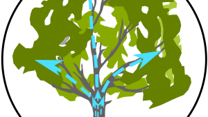 Das Bild zeigt einen Baum mit eingezeichneten Pfeilen, die anzeigen, dass Wasser und andere Mineralstoffe aus dem Boden nach oben in die Pflanze steigen.  