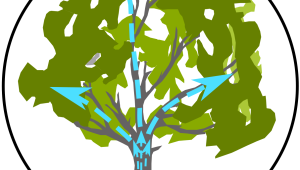 Das Bild zeigt einen Baum mit eingezeichneten Pfeilen, die anzeigen, dass Wasser und andere Mineralstoffe aus dem Boden nach oben in die Pflanze steigen.