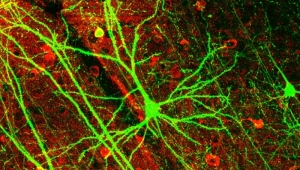 Mikroskopische Aufnahme eines Pyramiden-Neurons der Maus, vor rotem Untergrund sind leuchtend grüne Nervenbahnen zu sehen, die in der Mitte des Bildes in einer Verdickung zusammenlaufen.