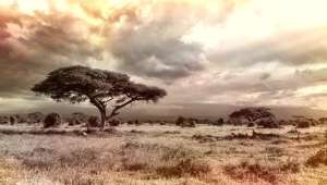 Foto von Afrikanischer Savannen-Landschaft mit Akazienbäumen und bewölktem Himmel.