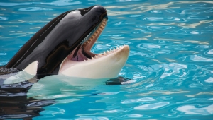 Eine Orcaschnauze ragt aus dem Wasser heraus. Das Maul ist geöffnet.