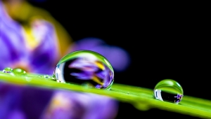 Fotografie von mehreren Tropfen auf einem Grashalm in Makro-Ansicht